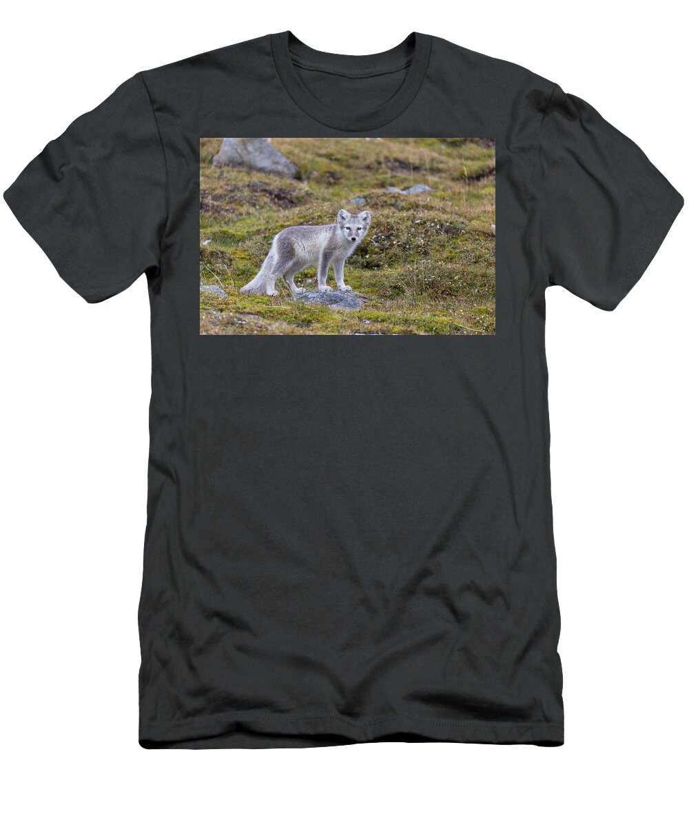 Suzi Eszterhas T-Shirt featuring the photograph Artic Fox In Svalbard by Suzi Eszterhas