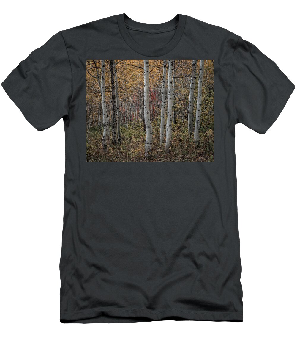 Aspens T-Shirt featuring the photograph Aspens by Laura Hedien