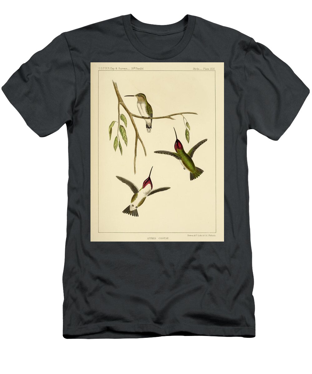 Birds T-Shirt featuring the mixed media Atthis Costae by Bowen and Co lith and col Phila