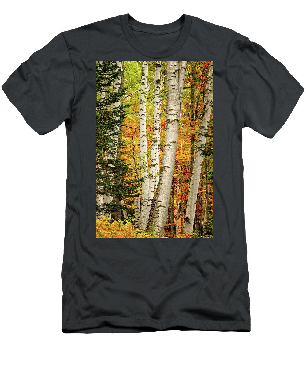 Autumn T-Shirt featuring the photograph Autumn Birch by Jeff Sinon
