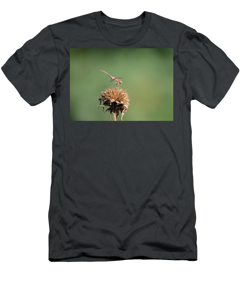 Female Autumn Meadowhawk T-Shirt featuring the photograph Autumn Meadowhawk 2018-2 by Thomas Young