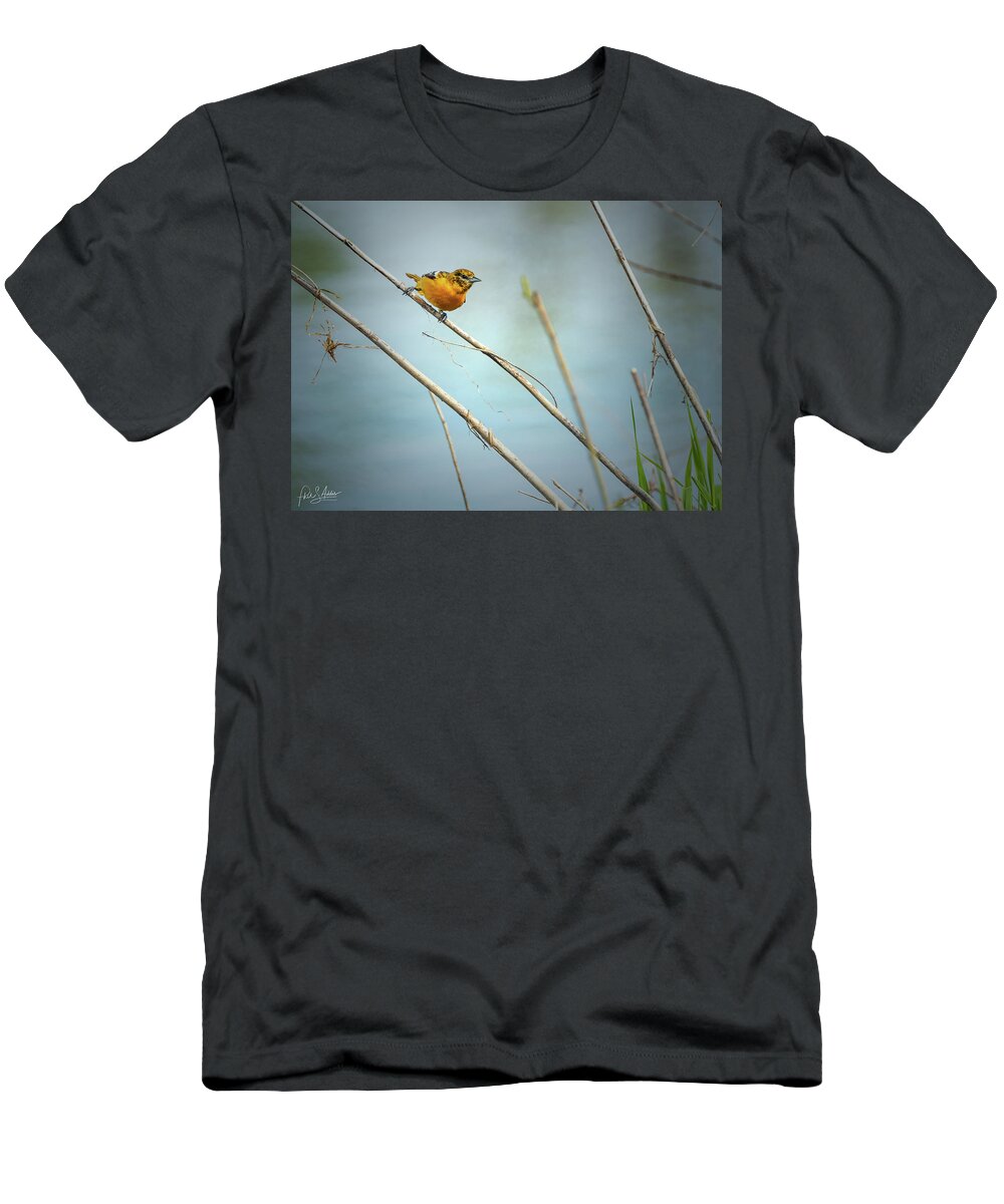 Birds T-Shirt featuring the photograph Baltimore Oriole by Phil S Addis