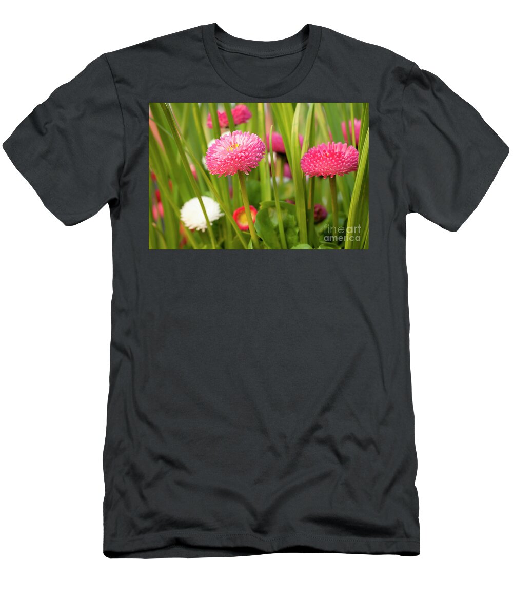 Spring T-Shirt featuring the photograph Bellis daisies in spring time closeup by Simon Bratt