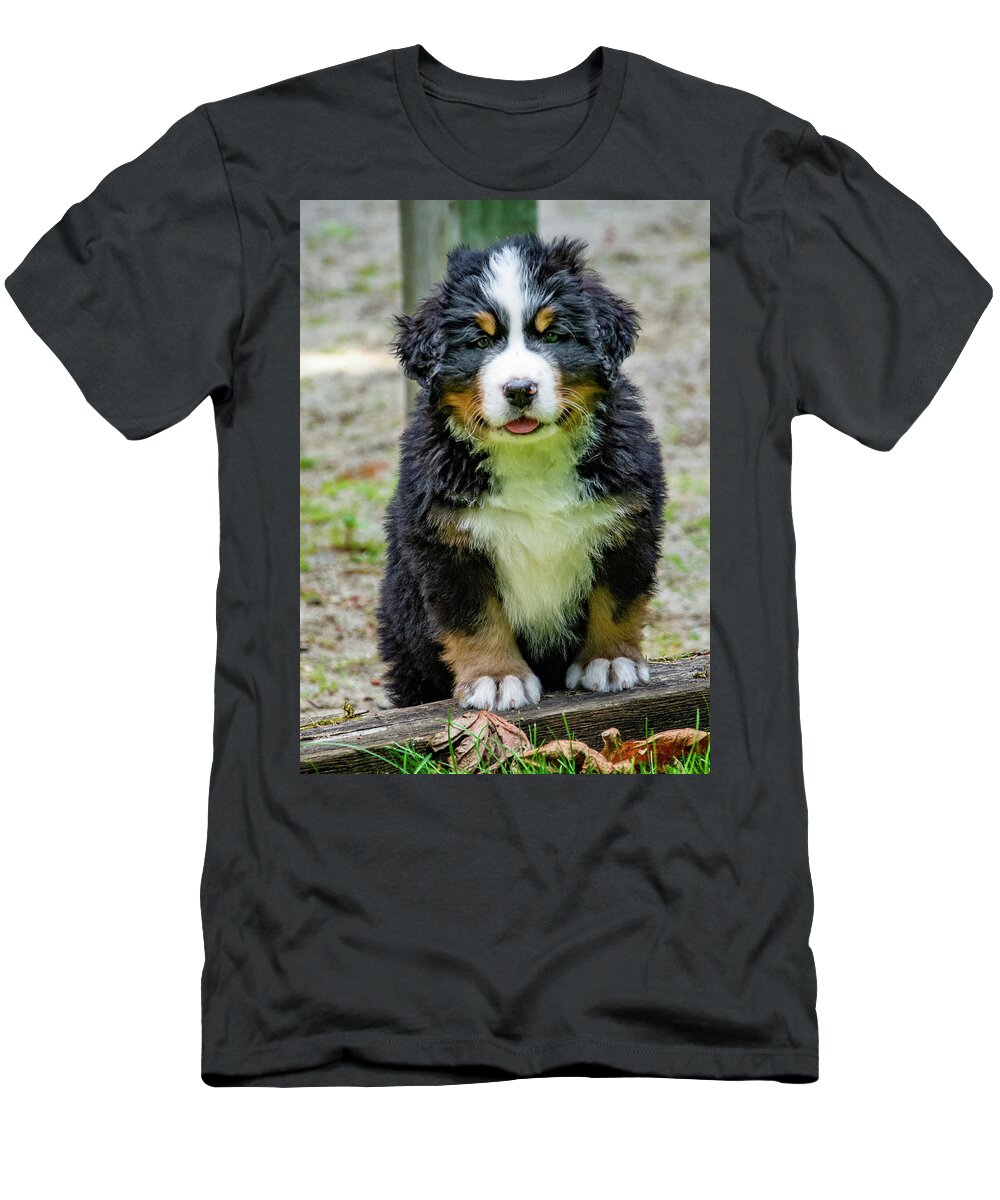 Dog T-Shirt featuring the photograph Bernese Mountain Dog Puppy by Pelo Blanco Photo