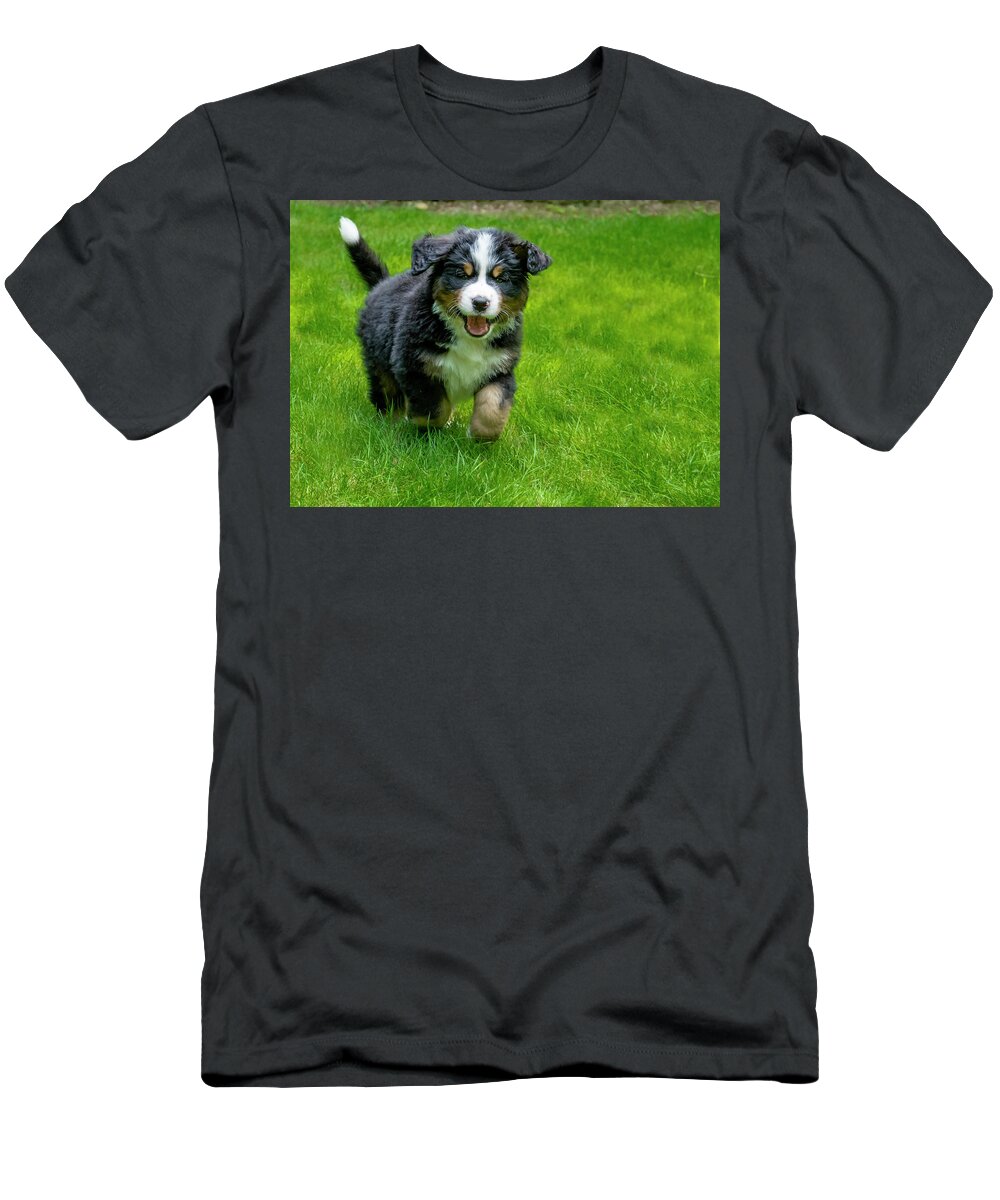 Dog T-Shirt featuring the photograph Bernese Mountain Dog Puppy Running 2 by Pelo Blanco Photo