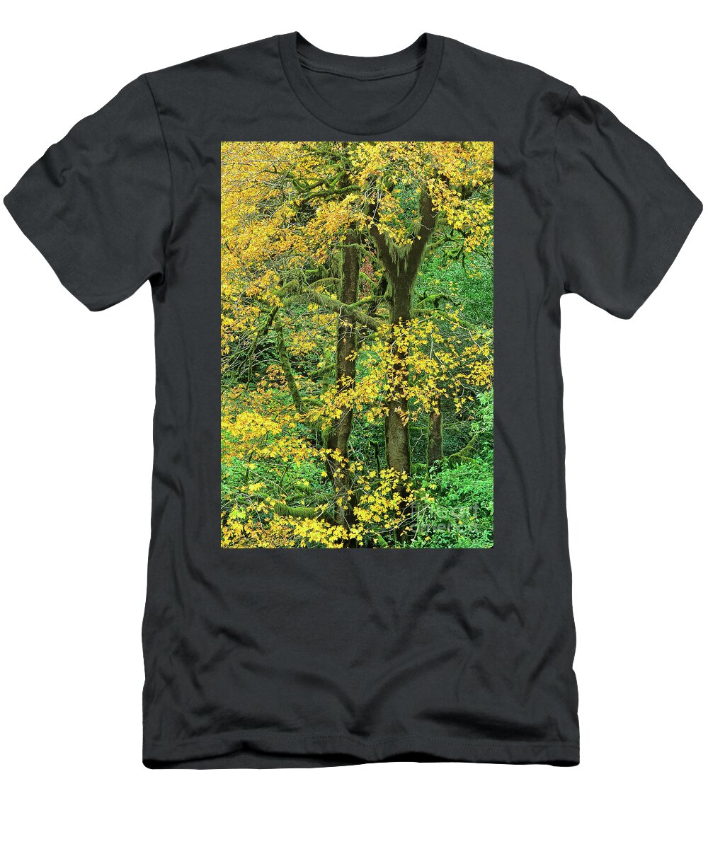 Dave Welling T-Shirt featuring the photograph Big Leaf Maple In Fall Color Humbug Mountain Oregon by Dave Welling