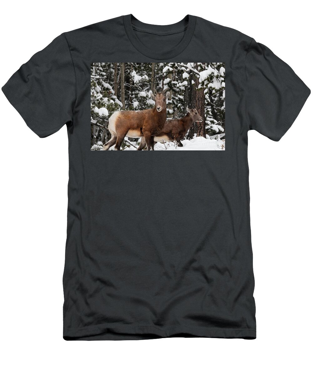 Wildlife T-Shirt featuring the photograph Bighorn Sheep in Deep Snow by Steven Krull