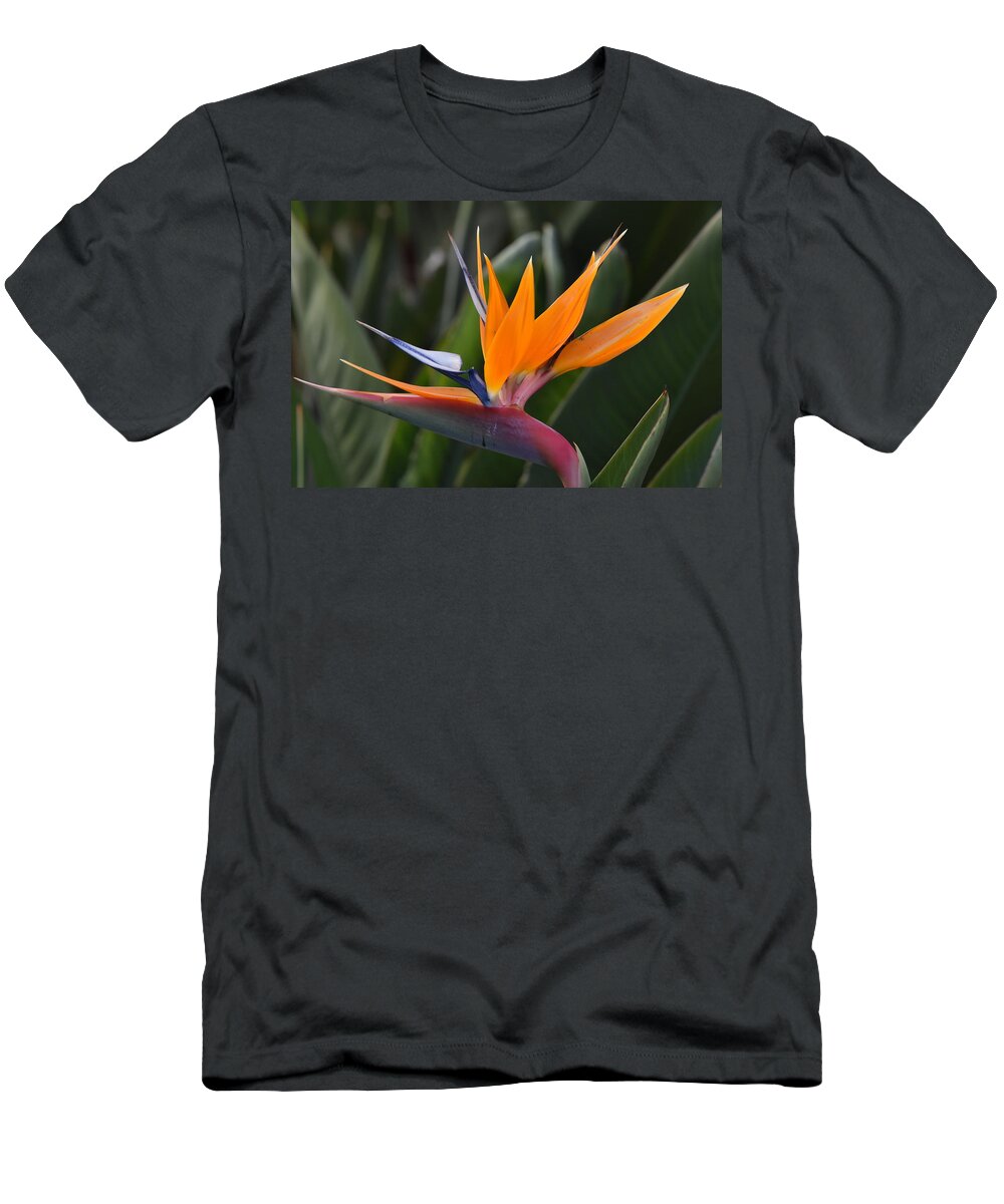  T-Shirt featuring the photograph Bird of Paradise by Ben Foster