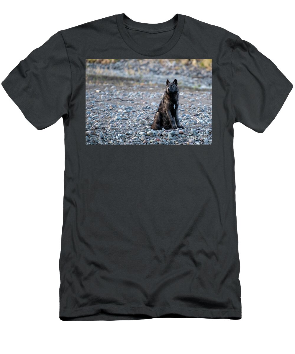 Wild Wolf T-Shirt featuring the photograph Bird Watching by Deby Dixon