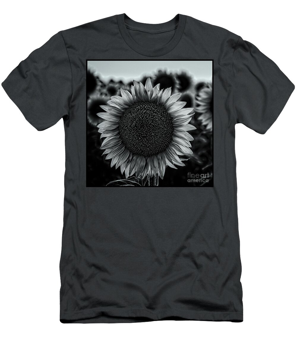 2019 T-Shirt featuring the photograph Black and white closeup of a sunflower in a field at dusk by Phillip Rubino