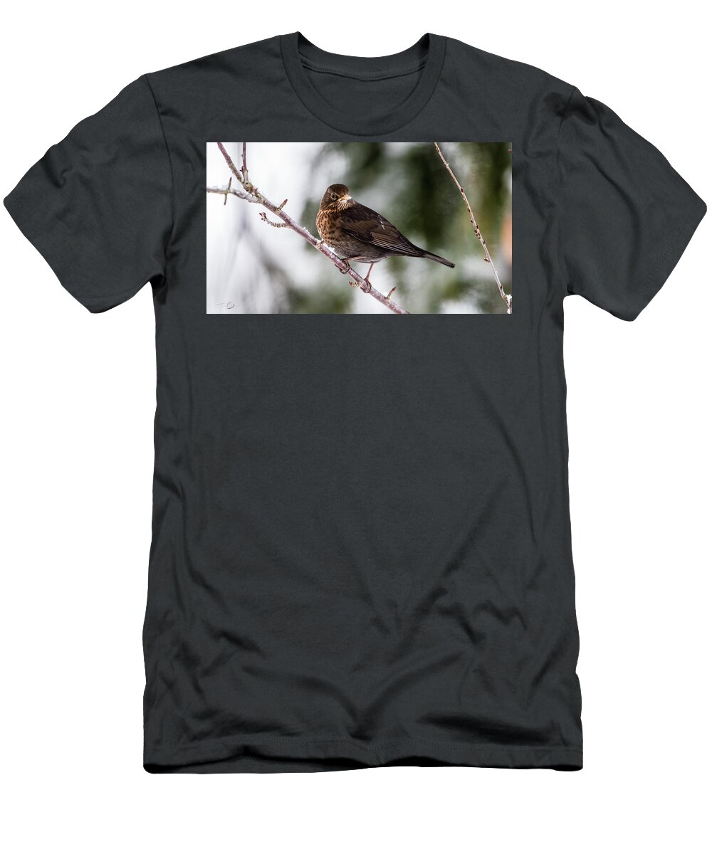 Female Common Blackbird T-Shirt featuring the photograph Blackbird with snow on the beak by Torbjorn Swenelius