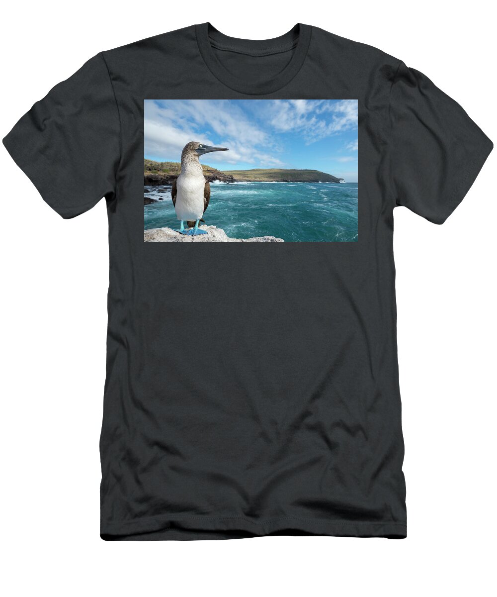 Animals T-Shirt featuring the photograph Blue Footed Booby On Coast by Tui De Roy