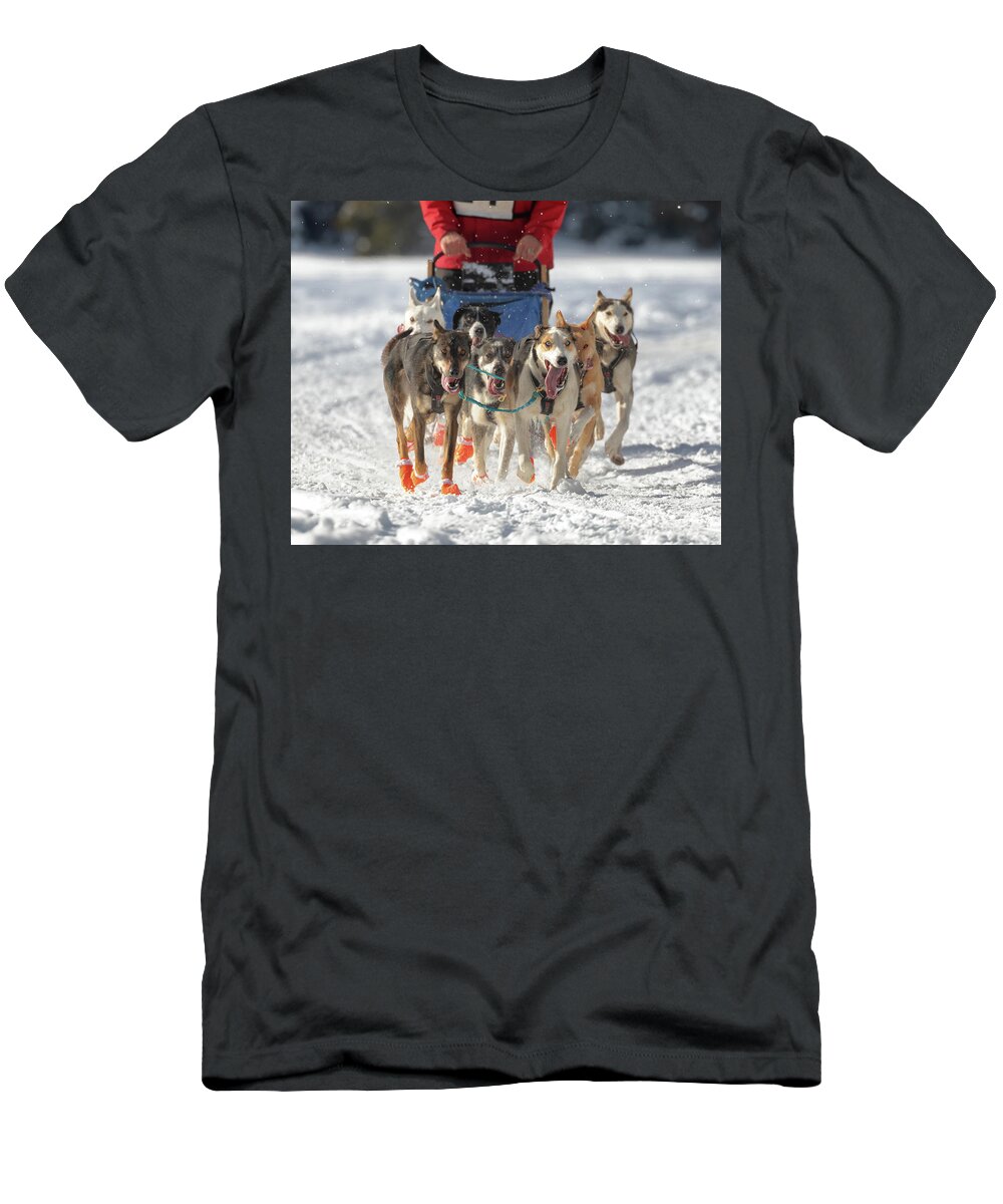 Sled Dog Race T-Shirt featuring the photograph Born to Run by Susan Rissi Tregoning