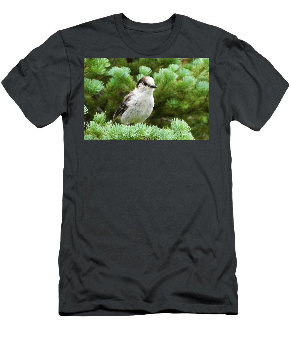 Jay T-Shirt featuring the photograph Camprobber - the Gray Jay by Steve Estvanik