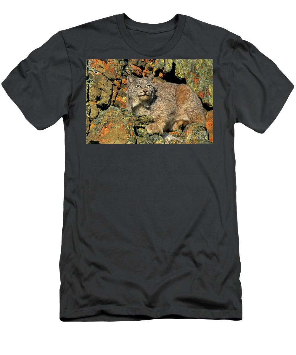 Canadian Lynx T-Shirt featuring the photograph Canadian Lynx on Lichen-covered Cliff Endangered Species by Dave Welling