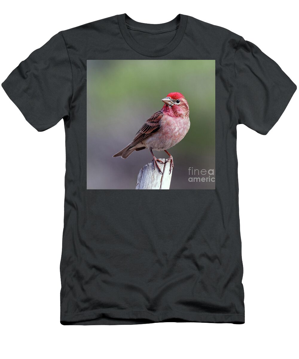 Cassin's Finch T-Shirt featuring the photograph Cassin's Finch adult male by Robert C Paulson Jr