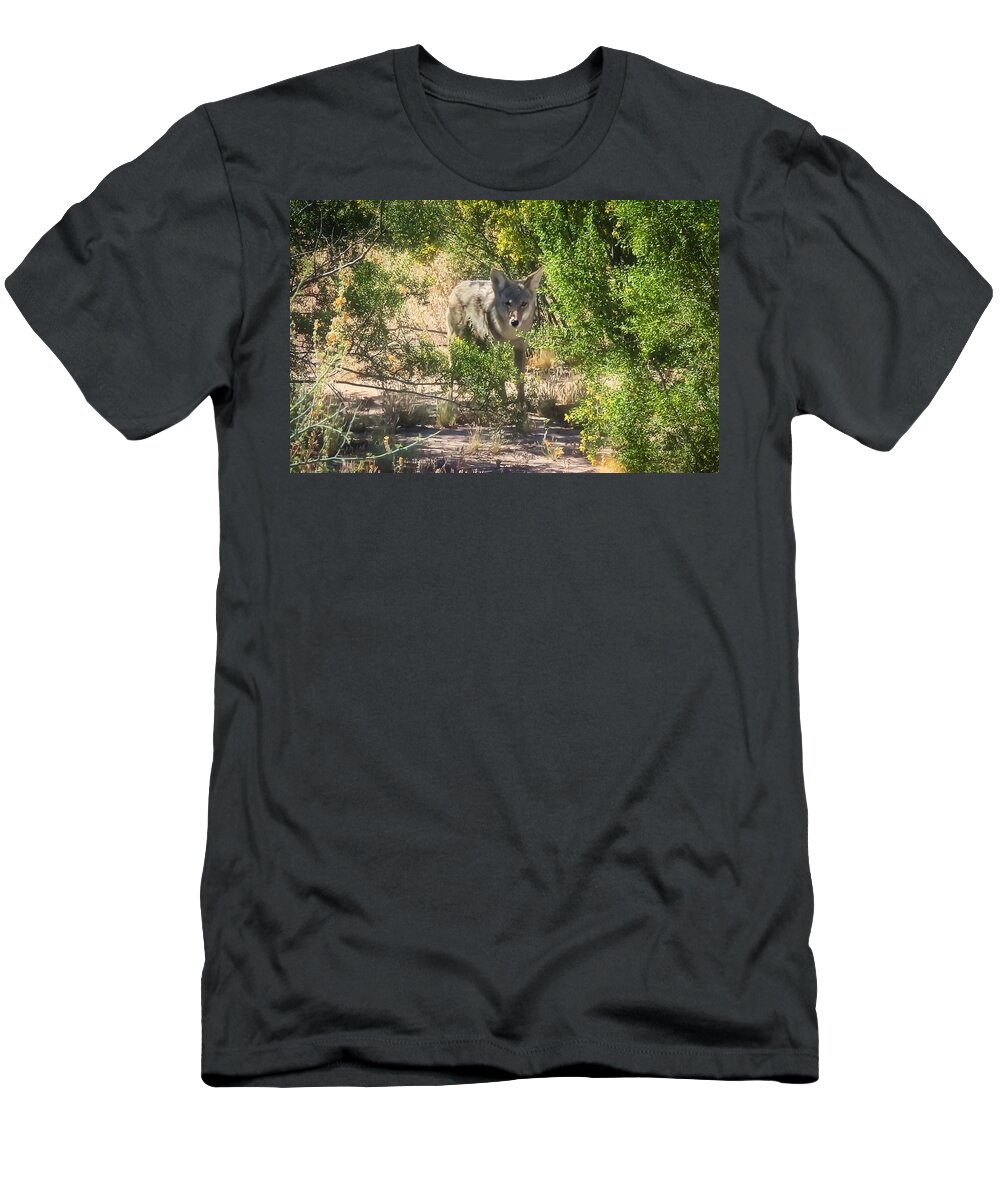 Animals T-Shirt featuring the photograph Cautious Coyote by Judy Kennedy