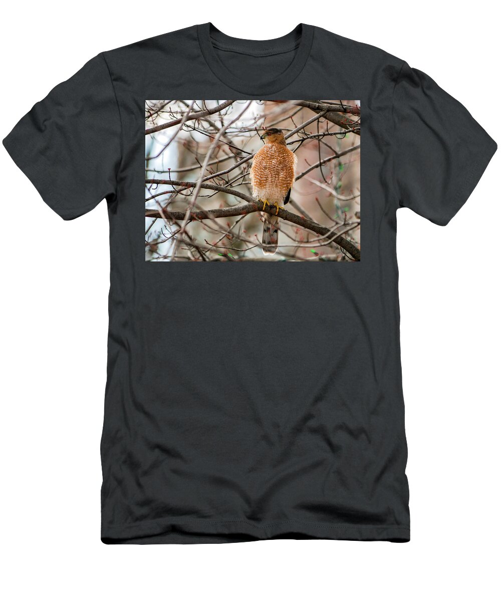 Accipiter Cooperii T-Shirt featuring the photograph Christmas Cooper's Hawk by Todd Bannor