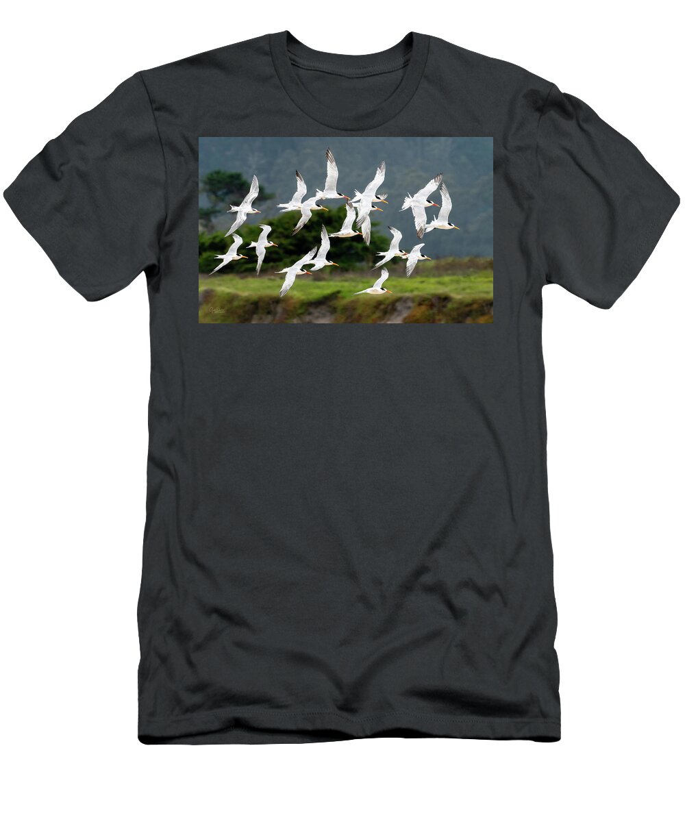 Terns T-Shirt featuring the photograph Common Tern Fly-By by Judi Dressler