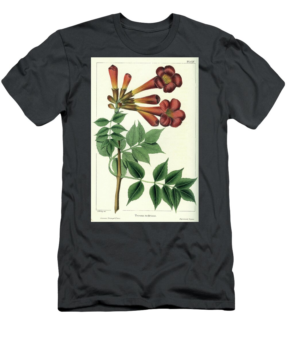 Common Trumpet Flower T-Shirt featuring the drawing Common Trumpet Flower by Unknown