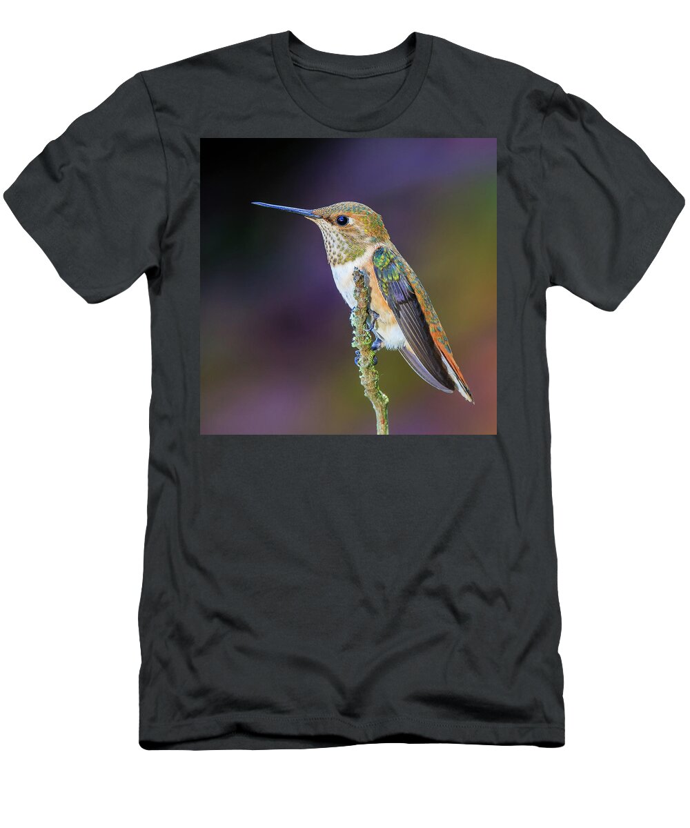 Animal T-Shirt featuring the photograph Contemplation II - Rufous Hummingbird by Briand Sanderson