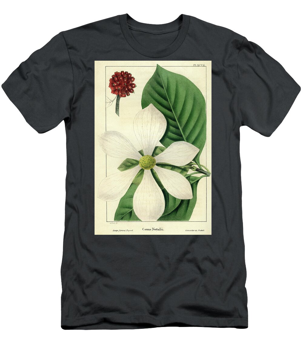 Pacific Dogwood T-Shirt featuring the drawing Cornus Nuttallii by Unknown
