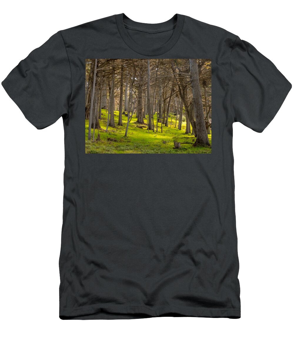 Forest T-Shirt featuring the photograph Cypress Grove by Derek Dean