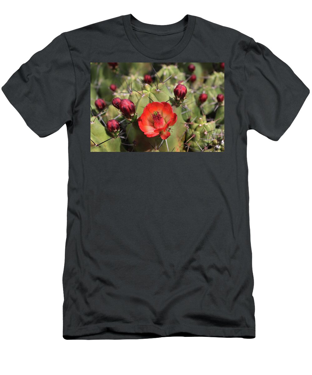 Desert Botanical Gardens T-Shirt featuring the photograph Desert Flowering Cactus by David T Wilkinson