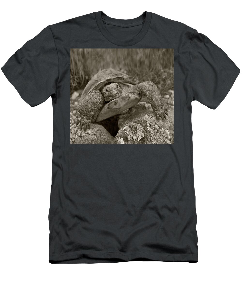Disk1215 T-Shirt featuring the photograph Desert Tortoise Arizona by Tim Fitzharris