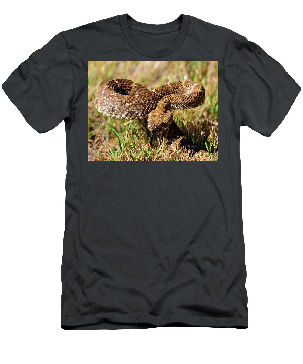 Western Diamondback Rattlesnake T-Shirt featuring the photograph Diamondback Ratlesnake work A by David Lee Thompson