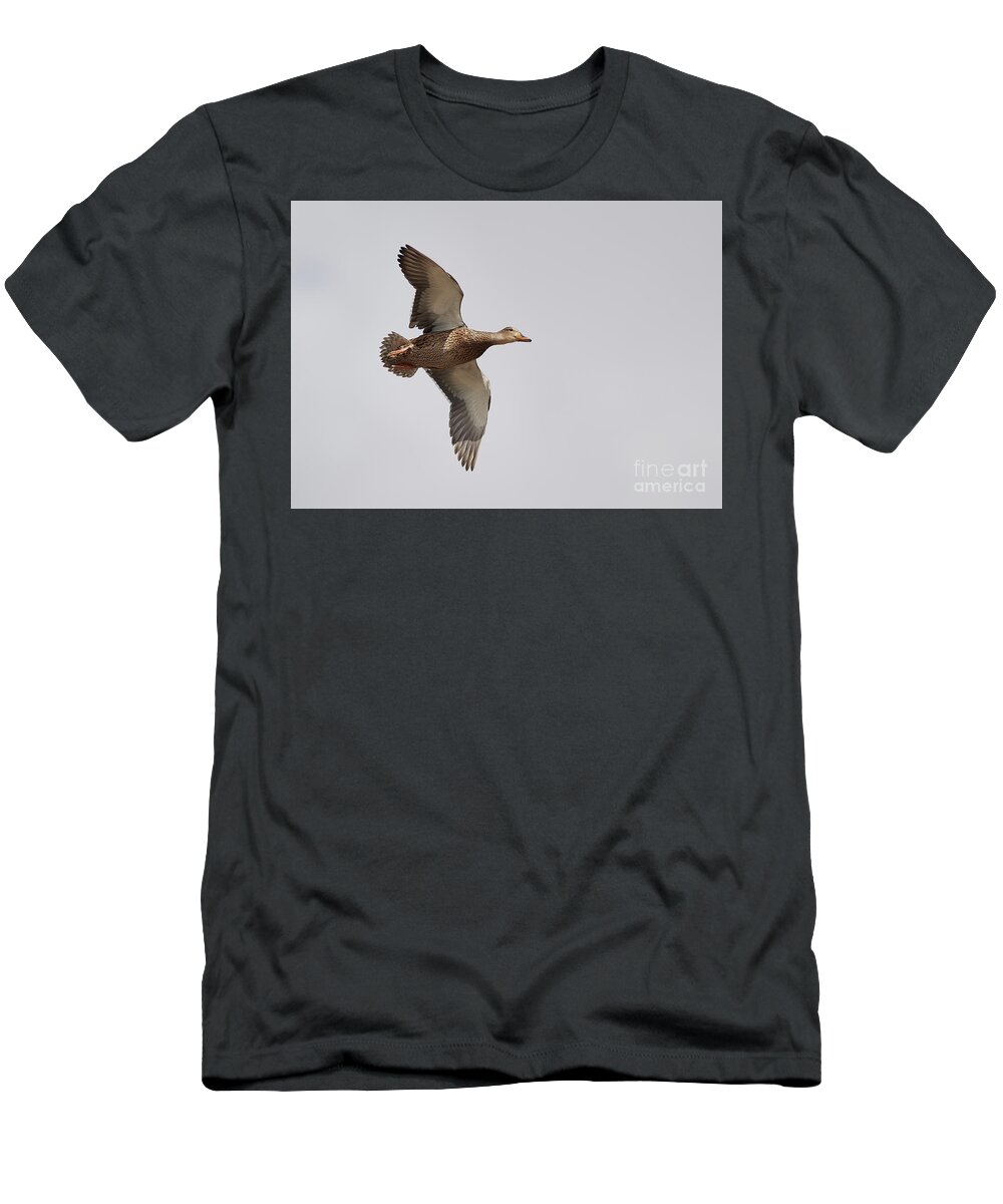 Ducks T-Shirt featuring the photograph Duck In-Flight by Robert WK Clark