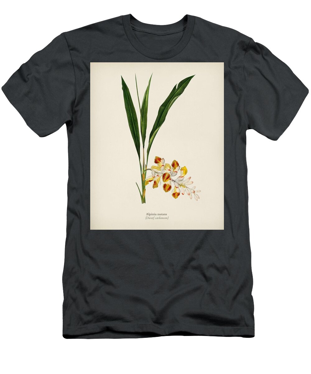 Flower T-Shirt featuring the painting Dwarf cardamom Alpinia nutans illustrated by Charles Dessalines D' Orbigny 1806-1876 by Celestial Images