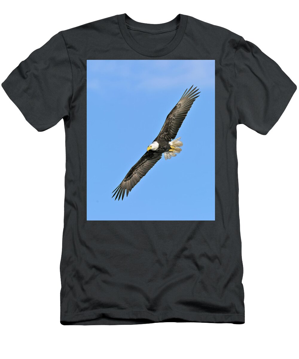 Bald T-Shirt featuring the photograph Eagle on the Wing by Gary Langley