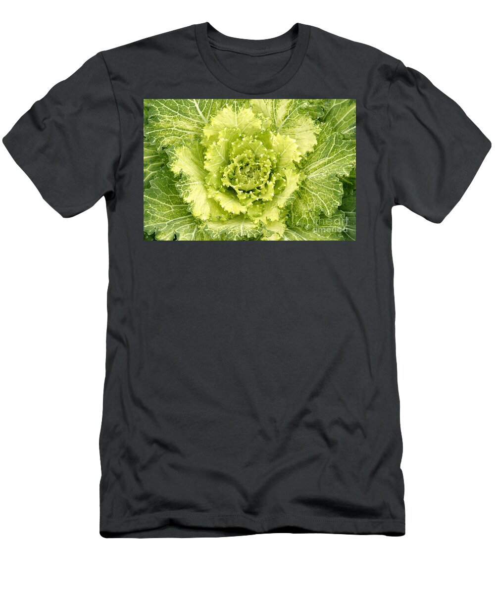 Cabbage T-Shirt featuring the photograph Flowering Cabbage, Italy by 