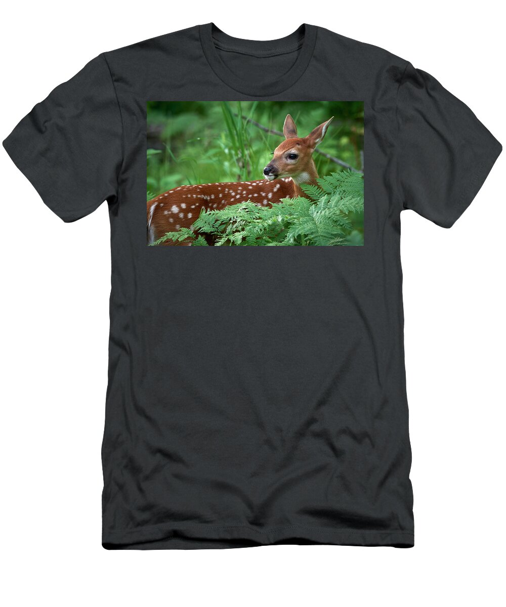 Deer T-Shirt featuring the photograph Future Buck by Paul Freidlund