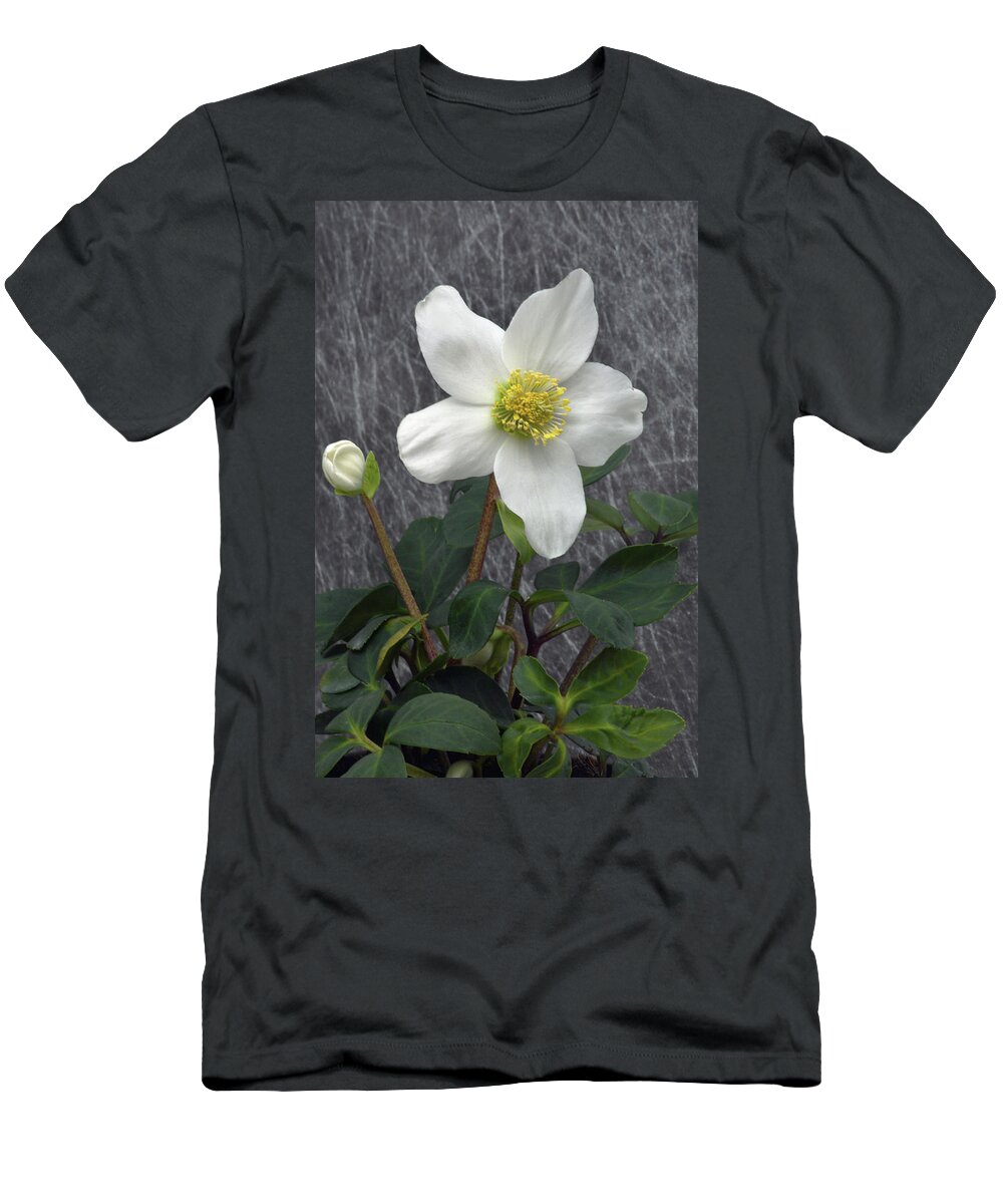 Helleborus T-Shirt featuring the photograph Helleborus by Terence Davis