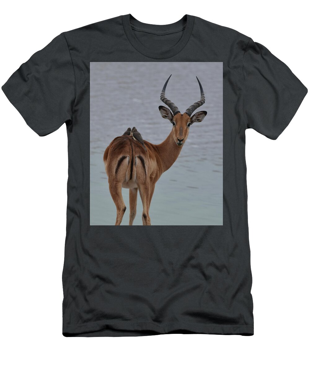 Impala T-Shirt featuring the photograph Impala with Oxpeckers by Ben Foster