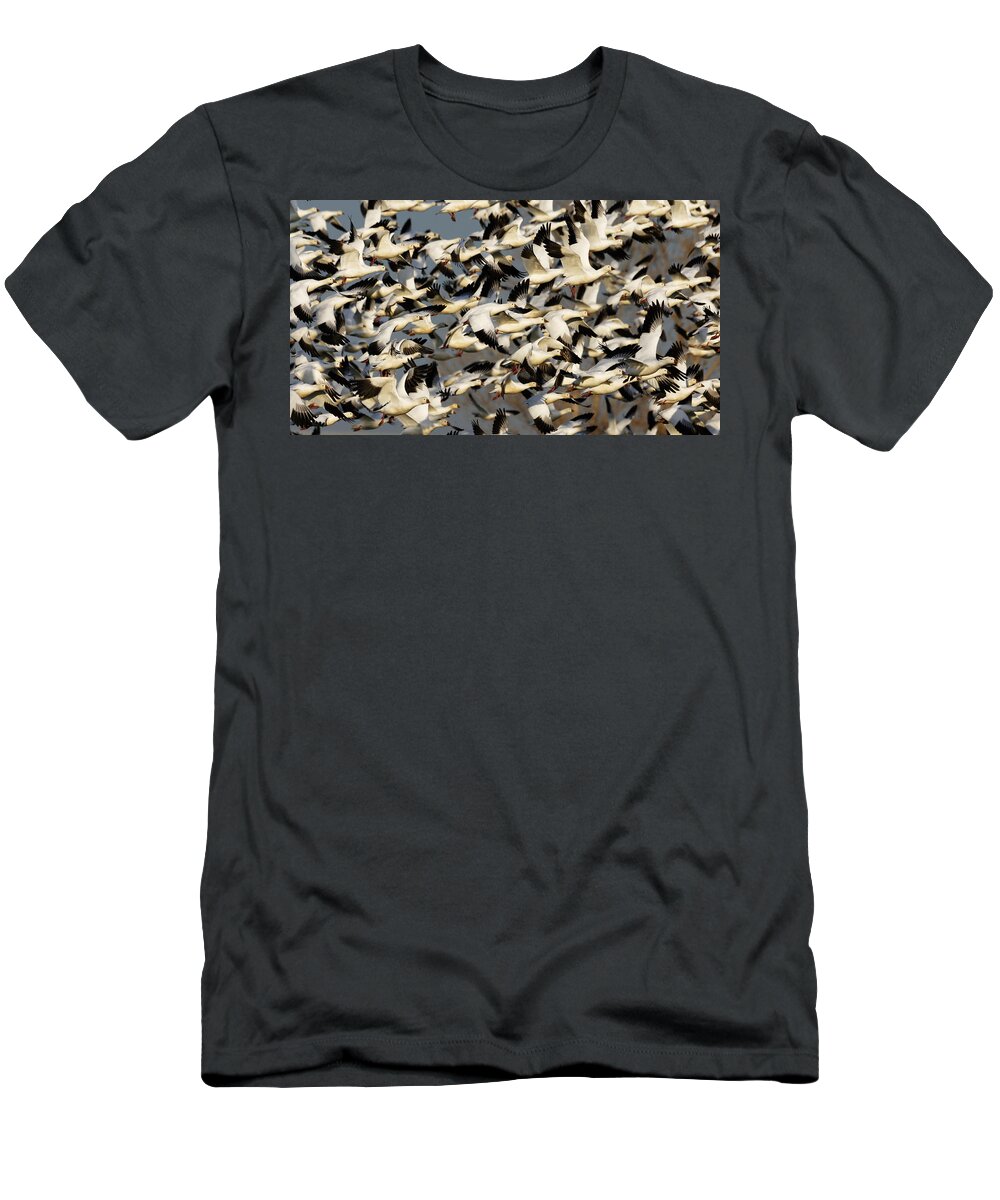 Let's Get The Flock Outta Here! T-Shirt featuring the photograph Let's Get the Flock Outta Here -- Ross's Geese at Merced National Wildlife Refuge, California by Darin Volpe