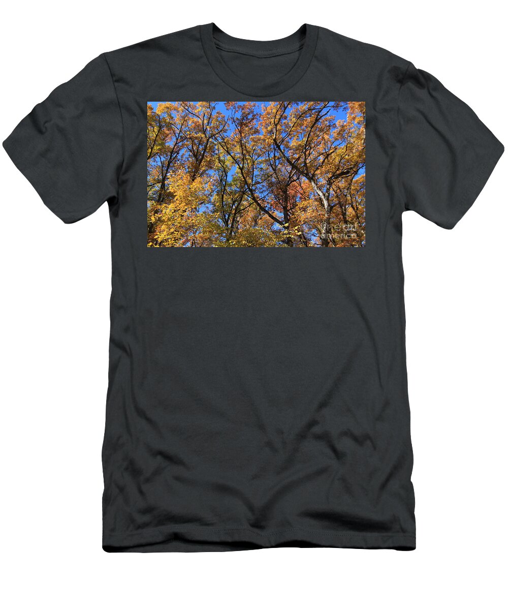 Fall T-Shirt featuring the photograph Looking up #5 by Rick Rauzi