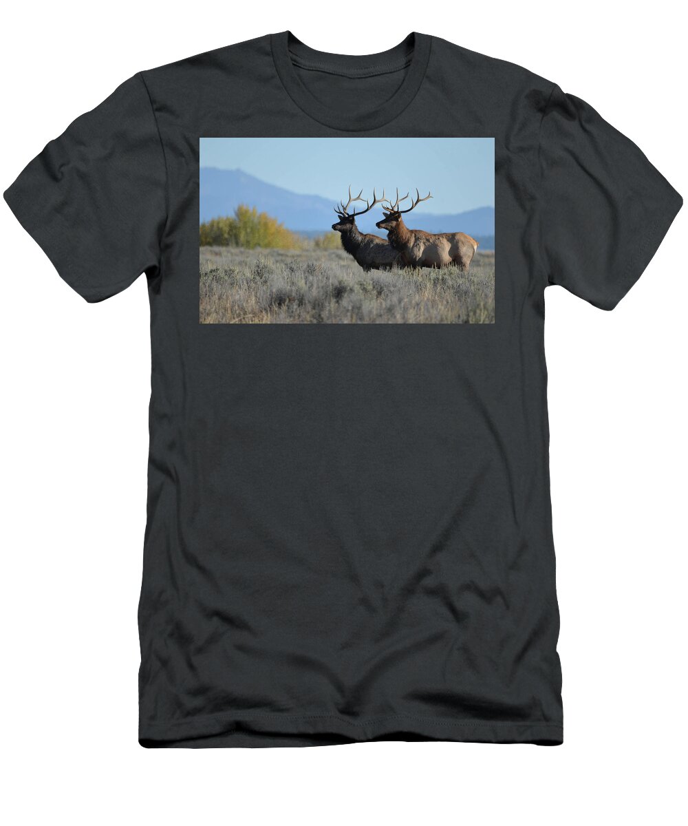 Elk T-Shirt featuring the photograph Lords of Autumn by Whispering Peaks Photography