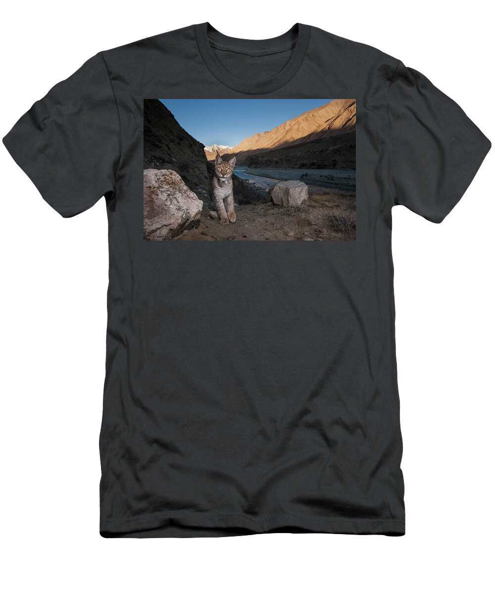 Sebastian Kennerknecht T-Shirt featuring the photograph Lynx Along Uchkul River, Kyrgyzstan by Sebastian Kennerknecht