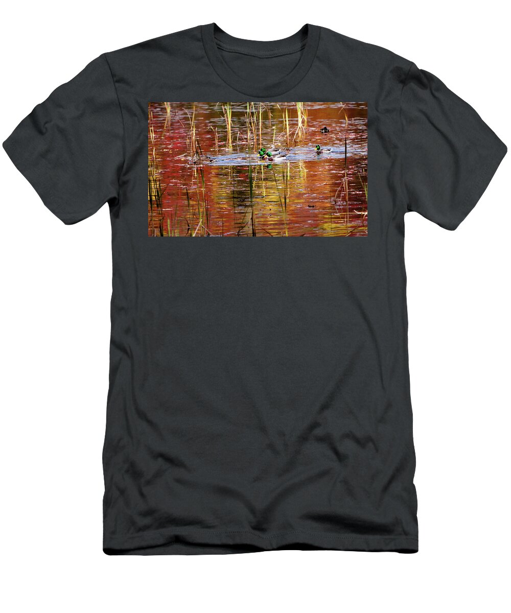 Lake Winnipesaukee T-Shirt featuring the photograph Male Mallards on the Rut in Autumn by Jeff Folger