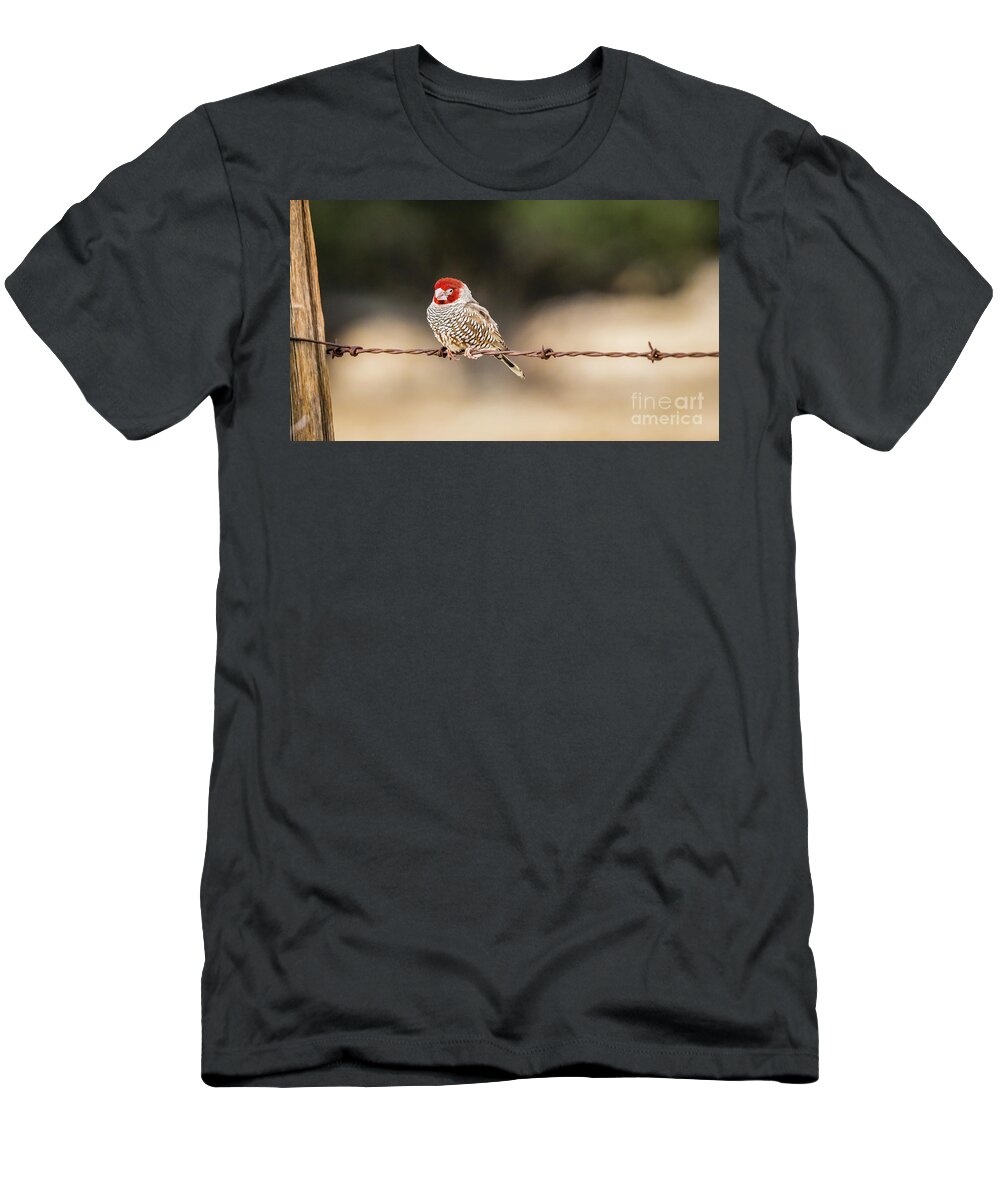 Finch T-Shirt featuring the photograph Male red-headed finch, Namibia by Lyl Dil Creations