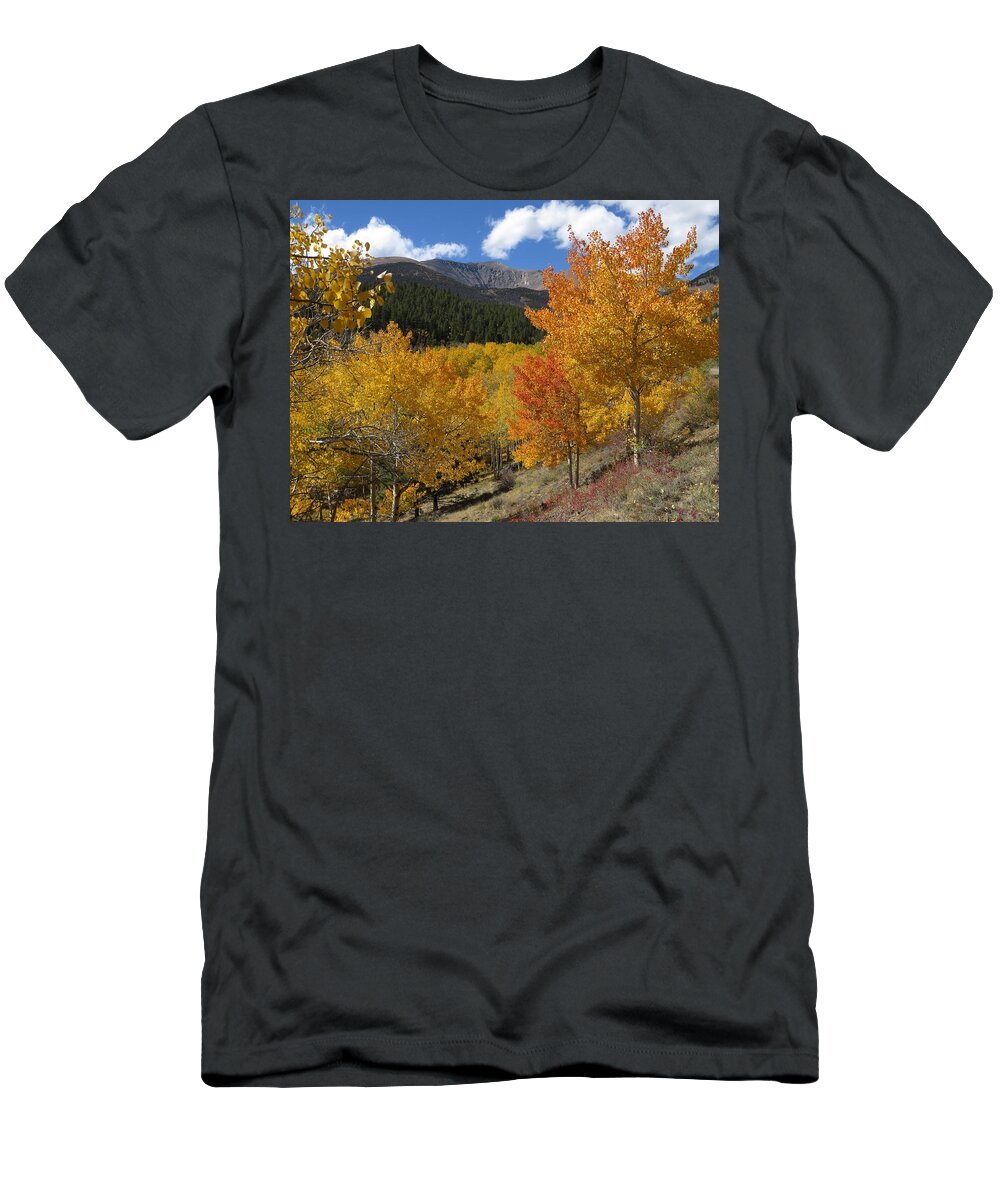 Aspens T-Shirt featuring the photograph Marshall Pass Aspens by Carol Milisen