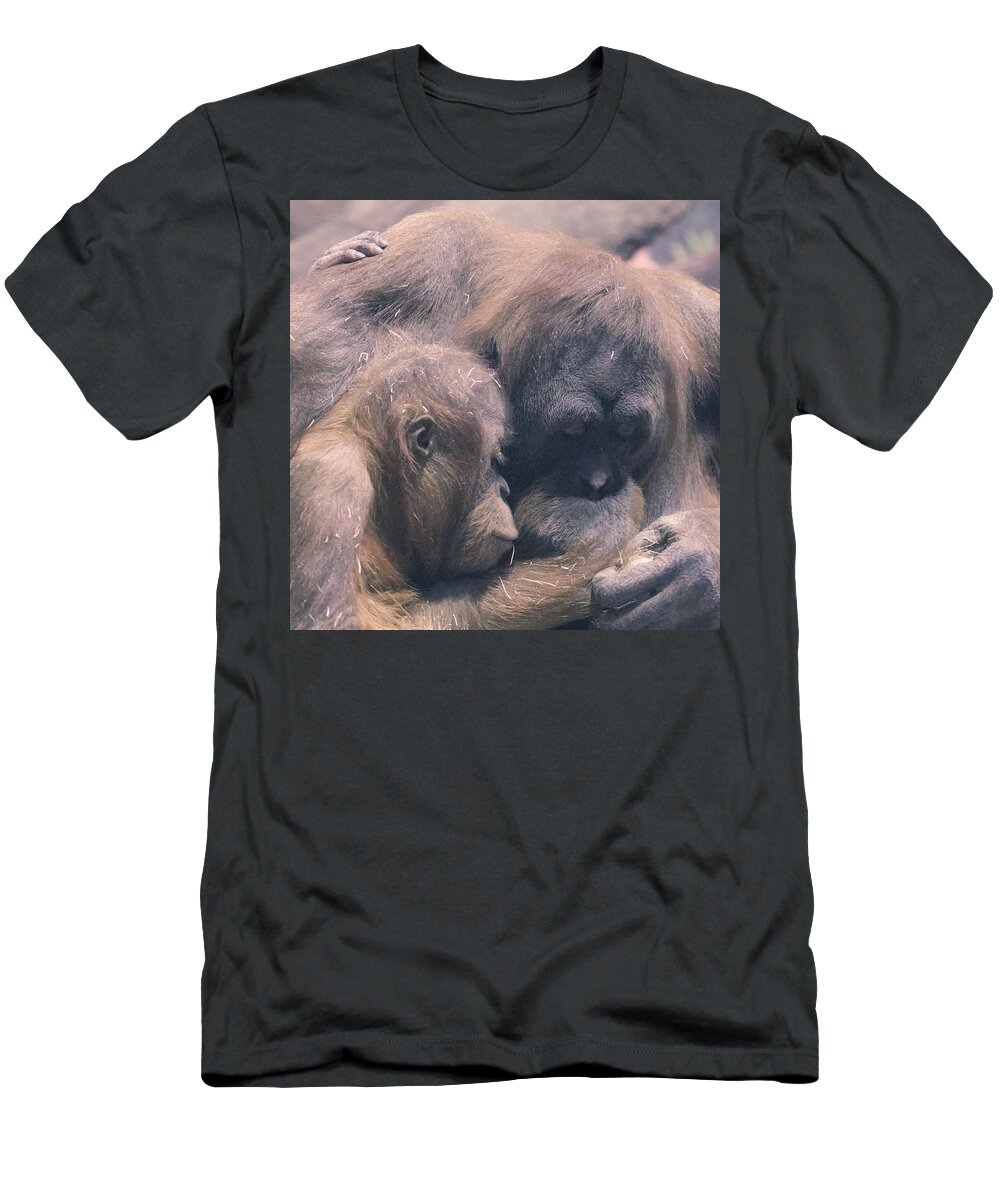 Orangutan T-Shirt featuring the photograph Mother and Child by Susan Rydberg