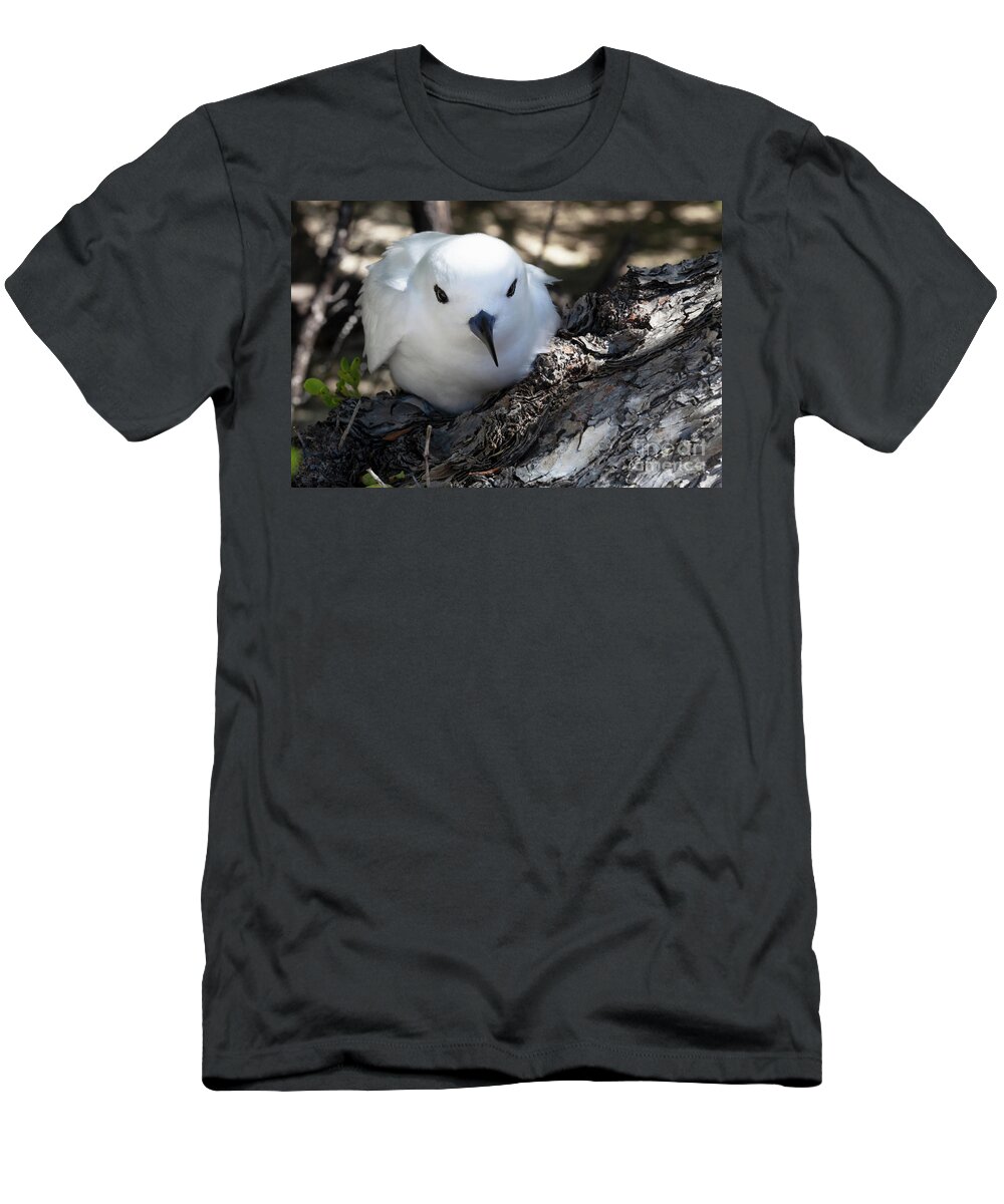 White Tern T-Shirt featuring the photograph Mother White Tern by Diane Macdonald