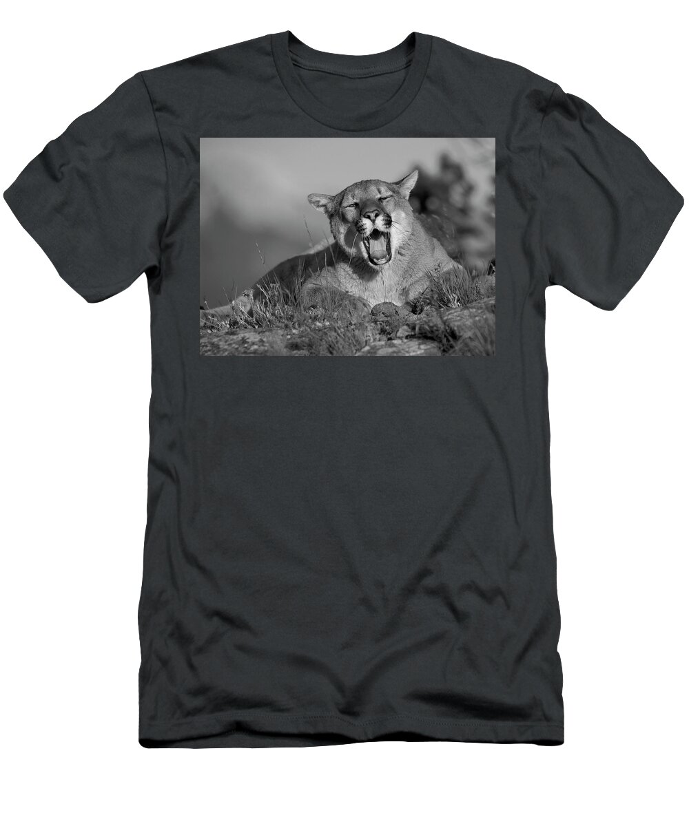 Disk1215 T-Shirt featuring the photograph Mountain Lion Yawning by Tim Fitzharris
