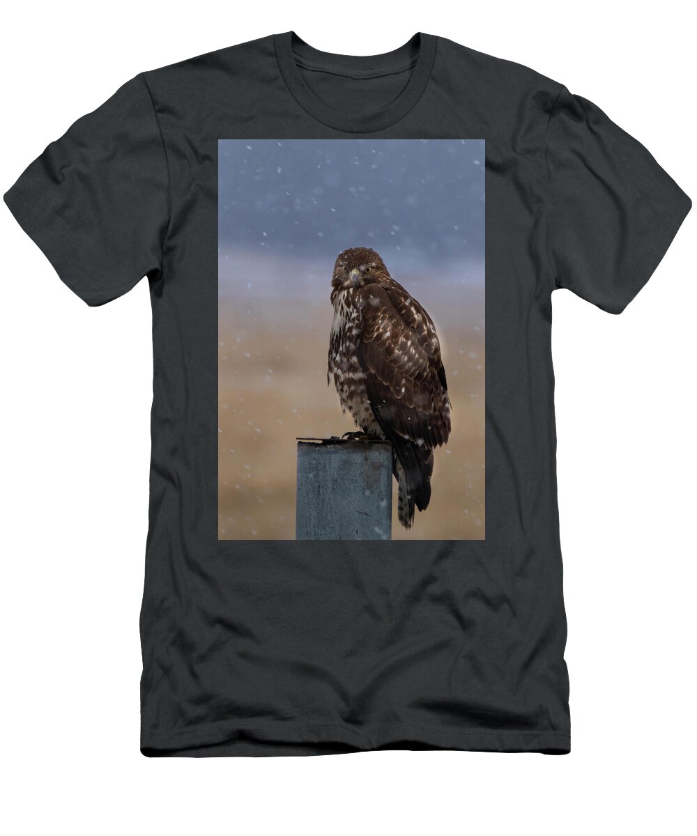 Hawk T-Shirt featuring the photograph Not Impressed by Randy Robbins
