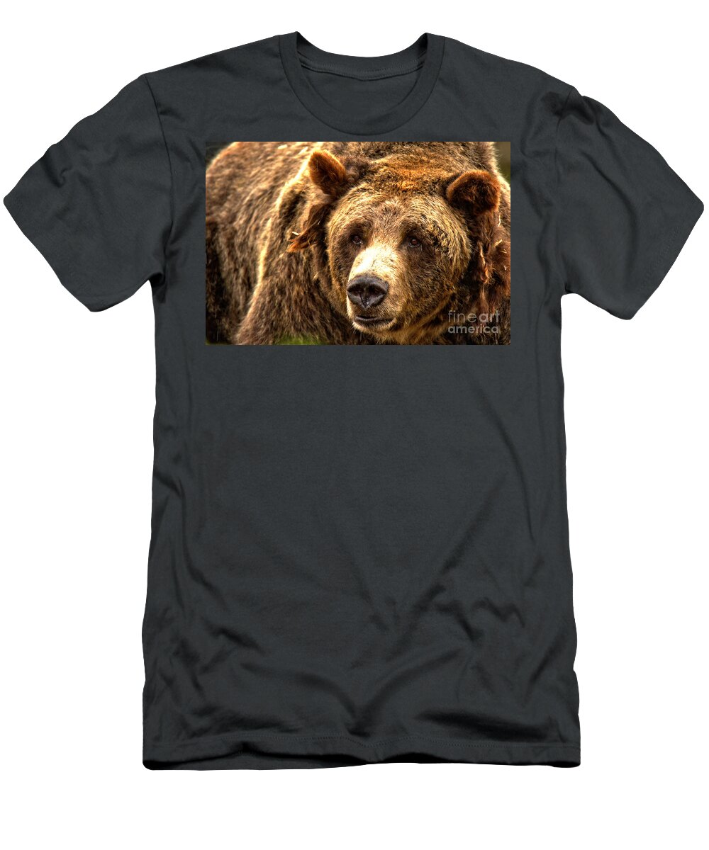 Grizzly T-Shirt featuring the photograph Old Grizzly Sow by Adam Jewell
