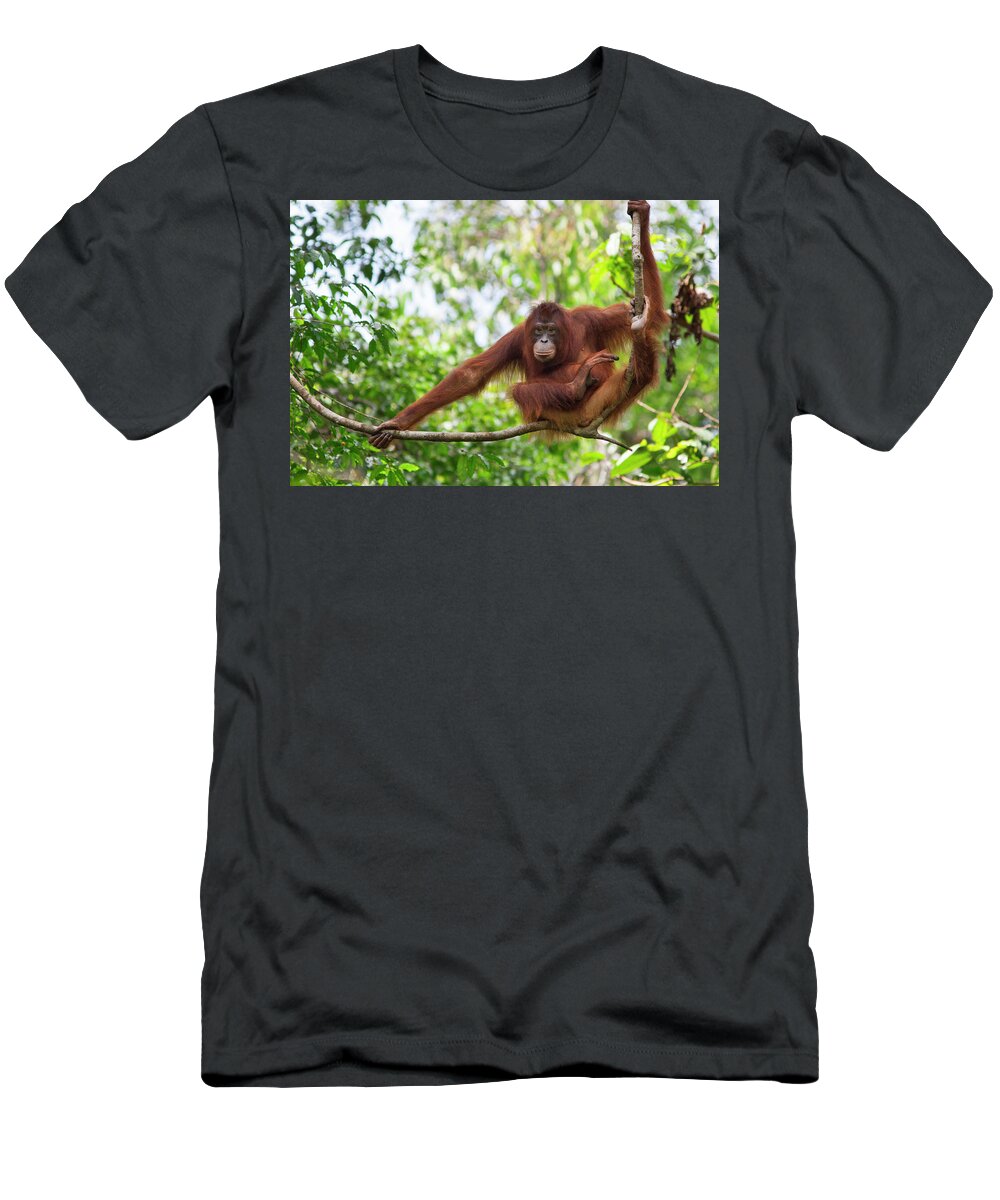 Suzi Eszterhas T-Shirt featuring the photograph Orangutan Resting In Tree by Suzi Eszterhas